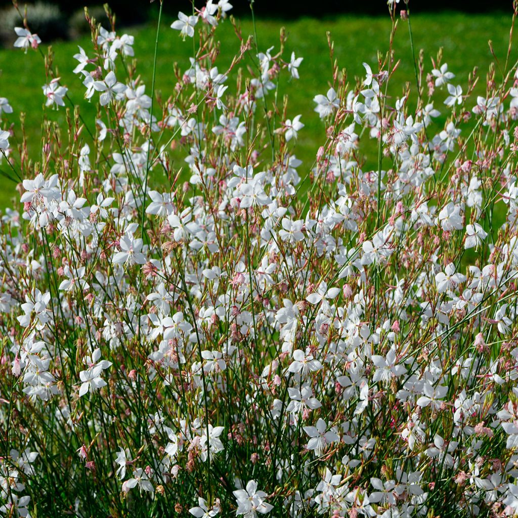 Gaura lindheimeri Branca