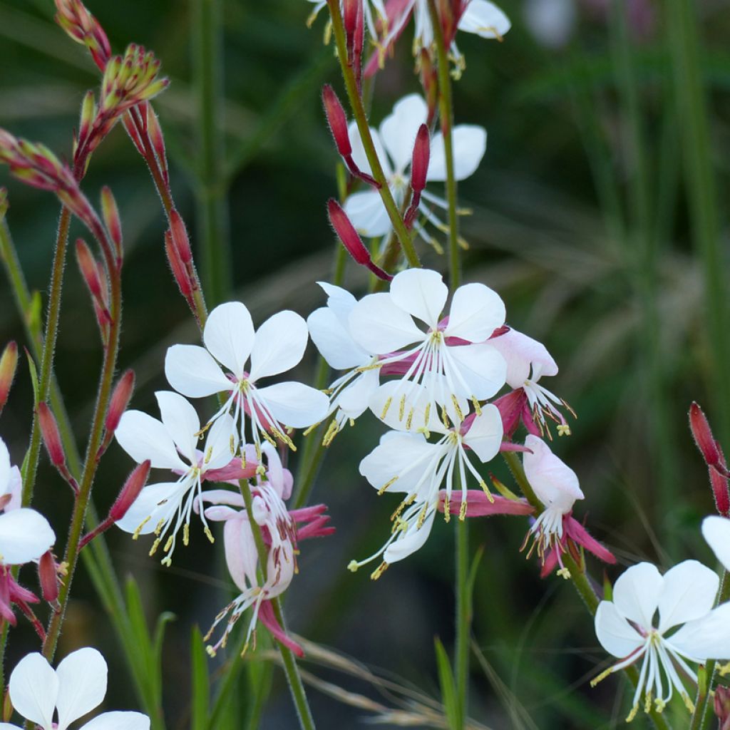 Gaura lindheimerii The Bride em sementes
