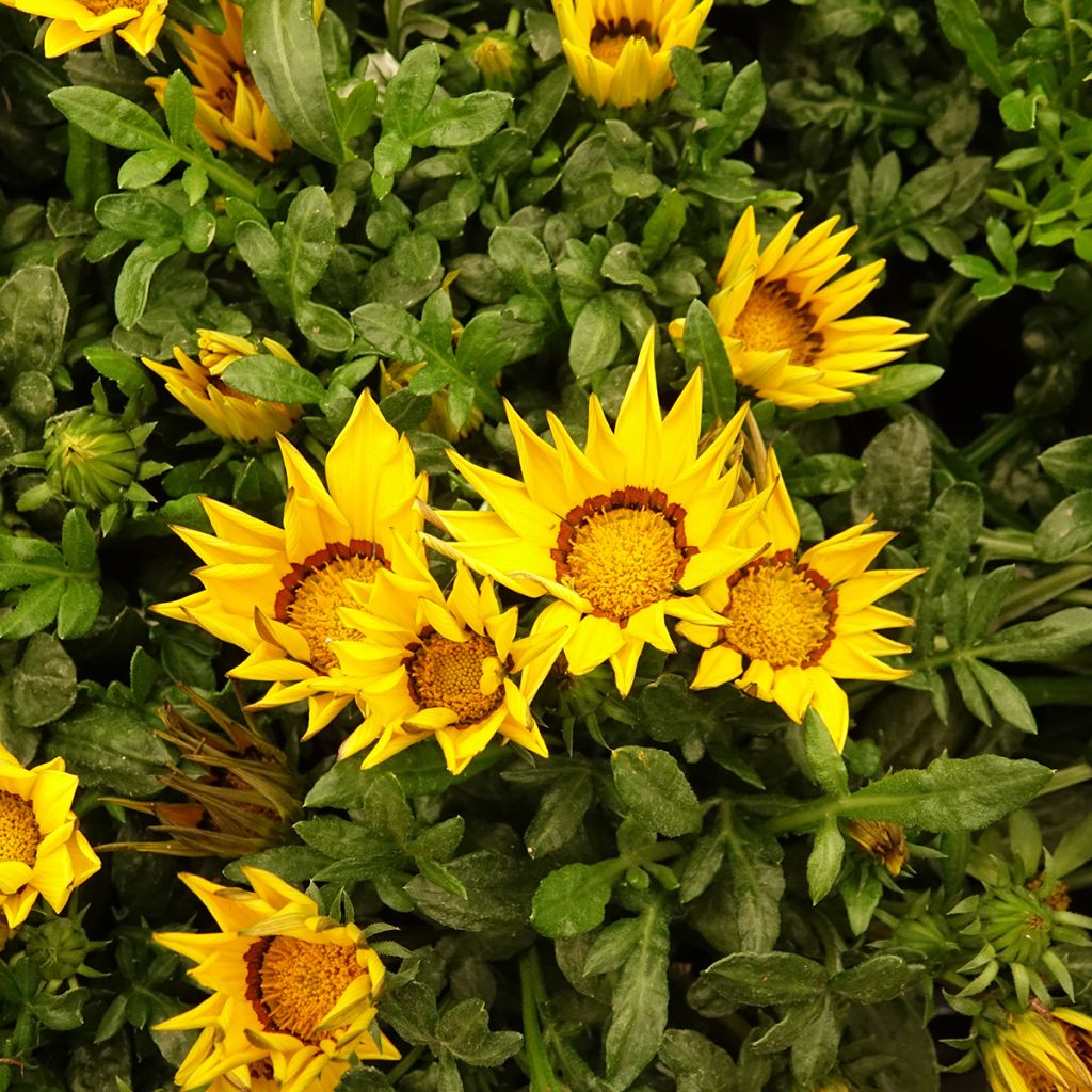 Gazânia Zany Yellow em sementes