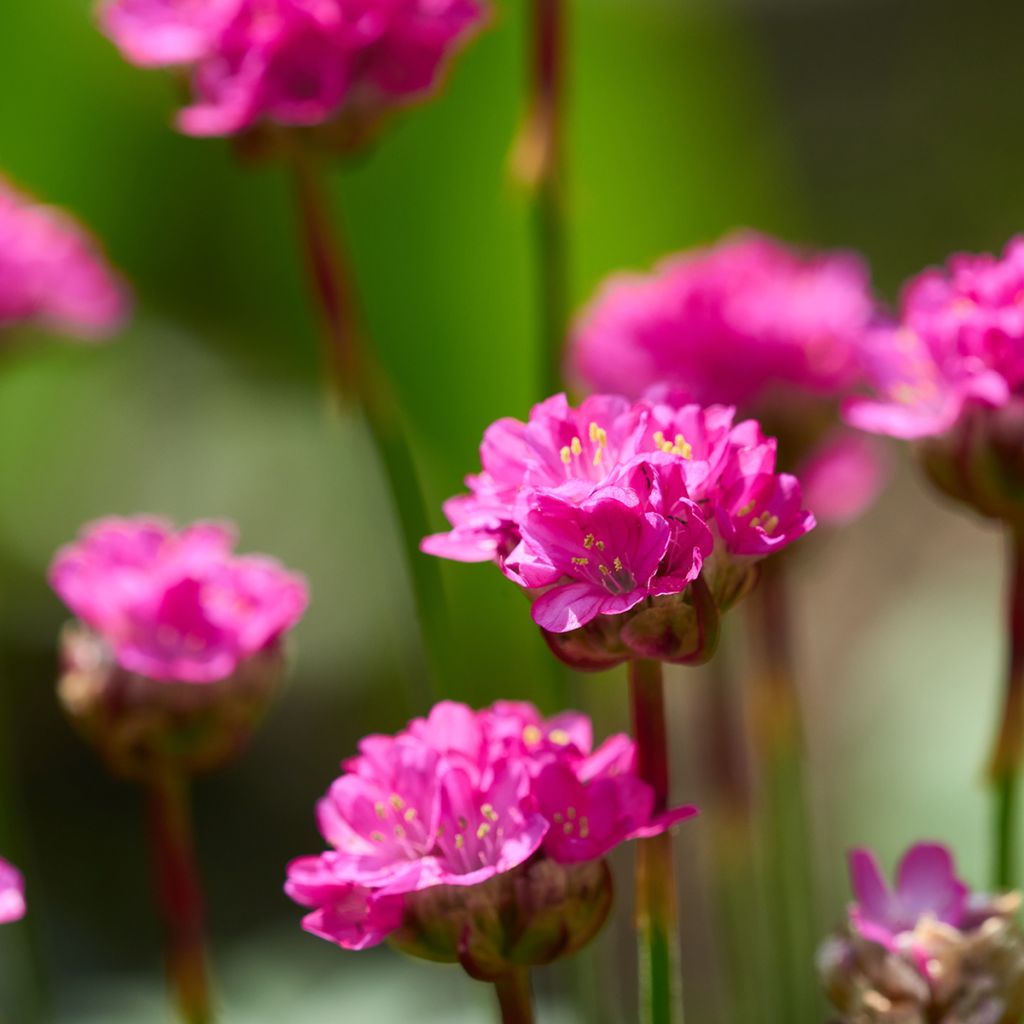 Armeria maritima Düsseldorfer Stolz