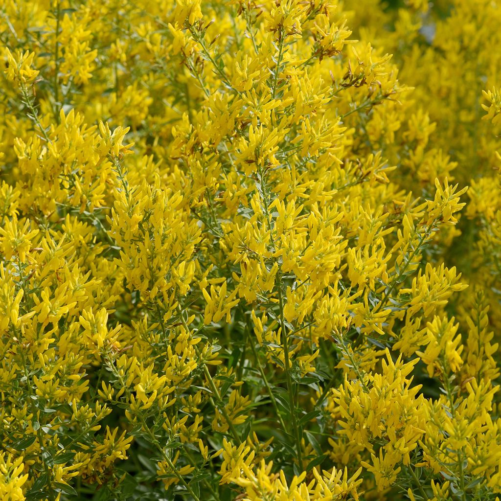 Genista tinctoria