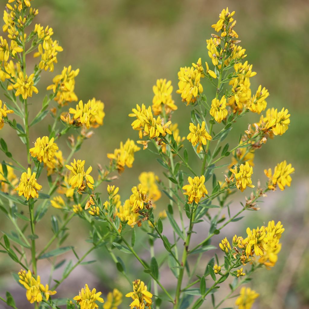 Genista tinctoria