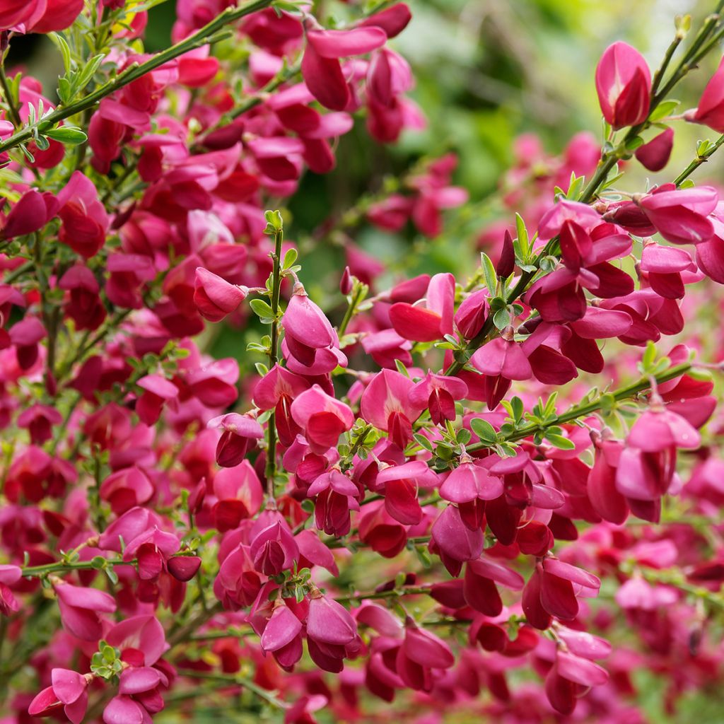 Cytisus scoparius Boskoop Ruby