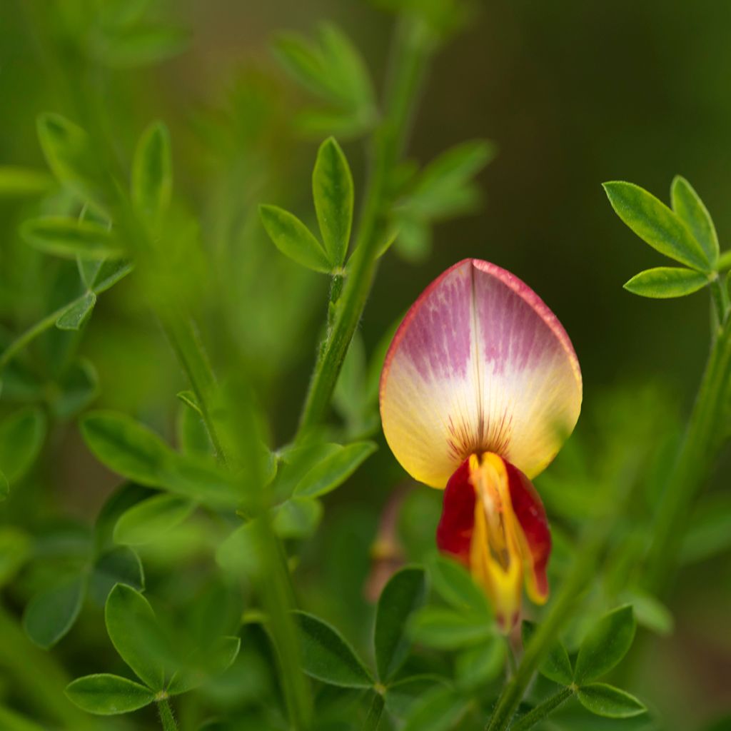 Cytisus scoparius Andreanus