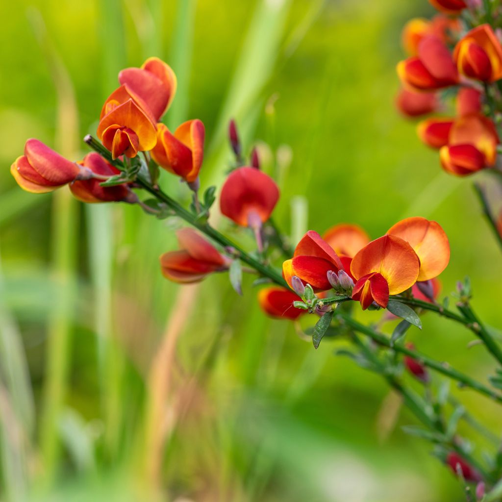 Cytisus scoparius Lena