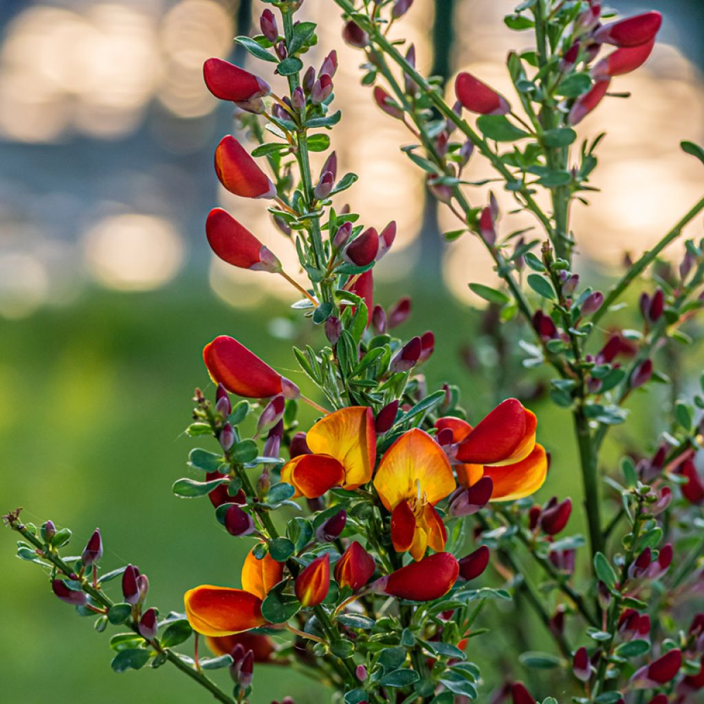 Cytisus scoparius Lena