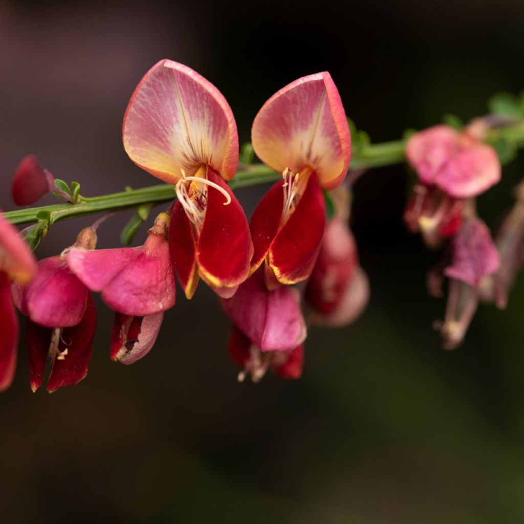 Cytisus scoparius Lena