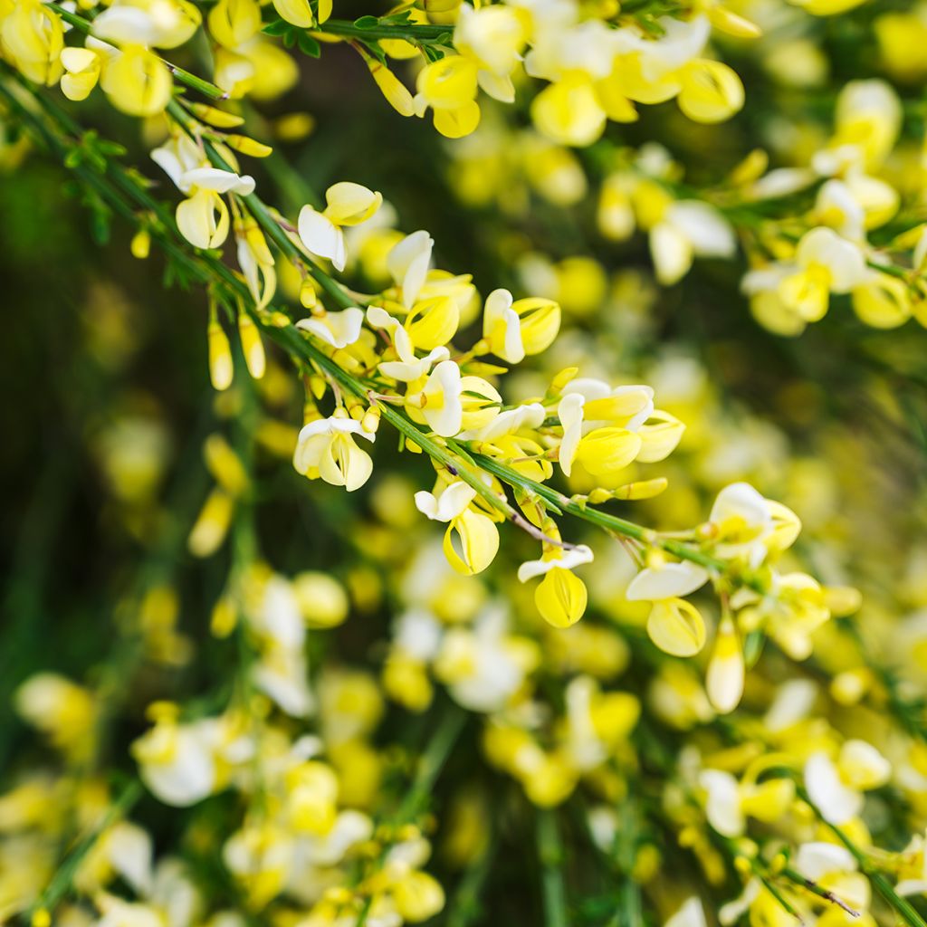 Cytisus scoparius Luna