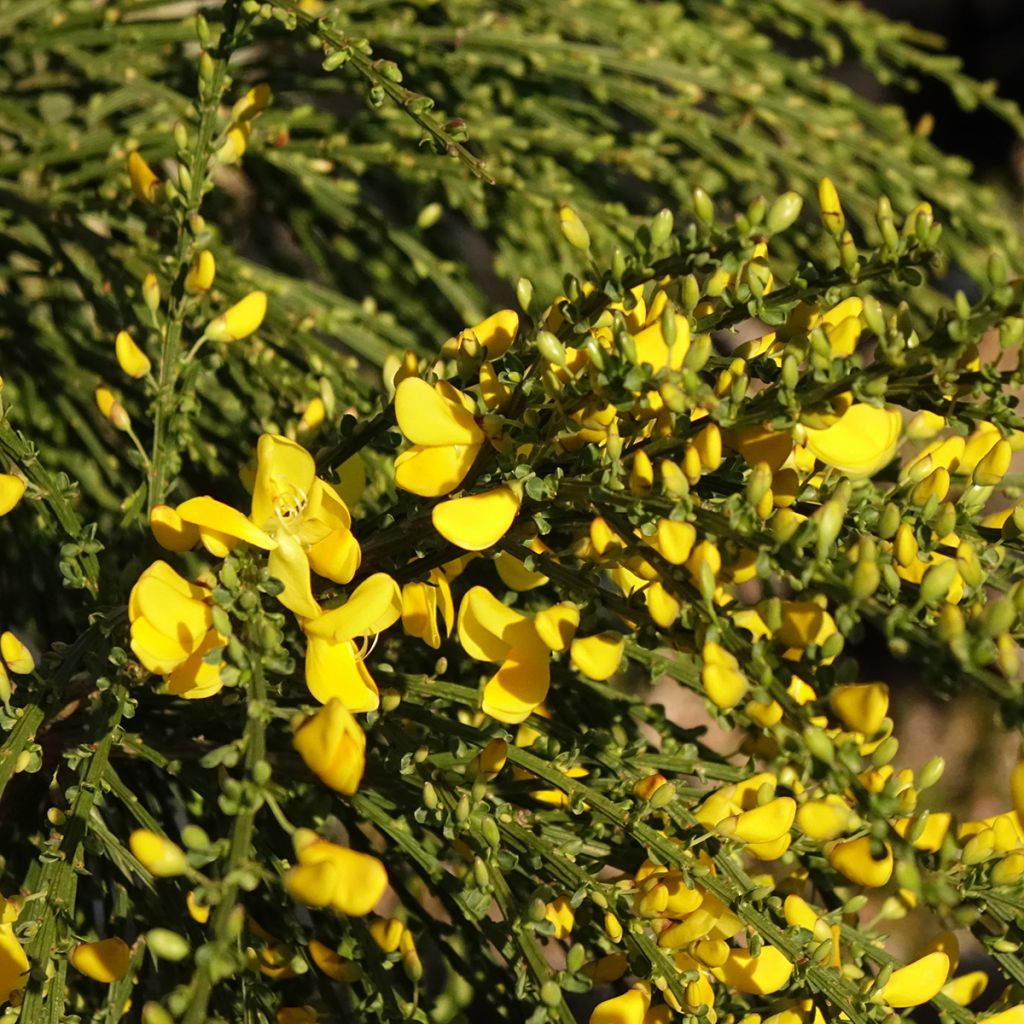 Cytisus scoparius Golden Tears