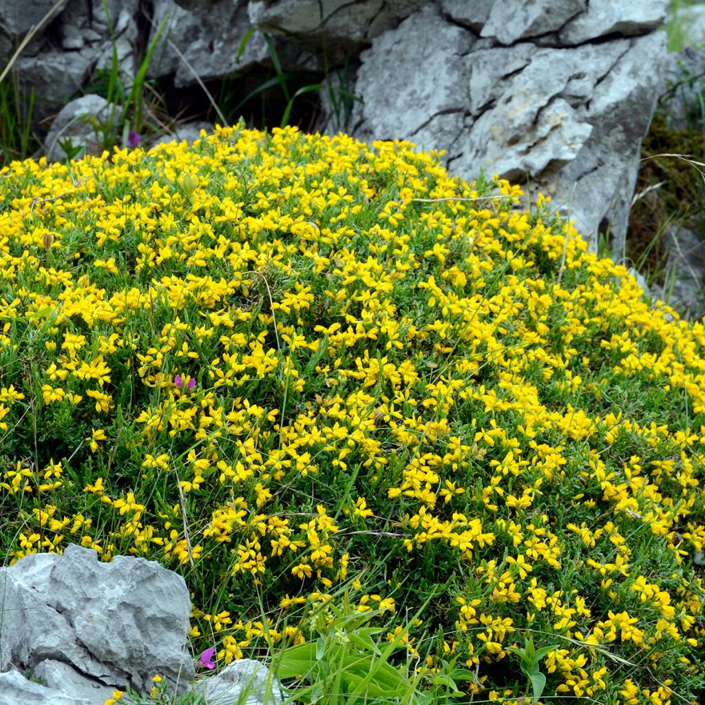 Genista hispanica