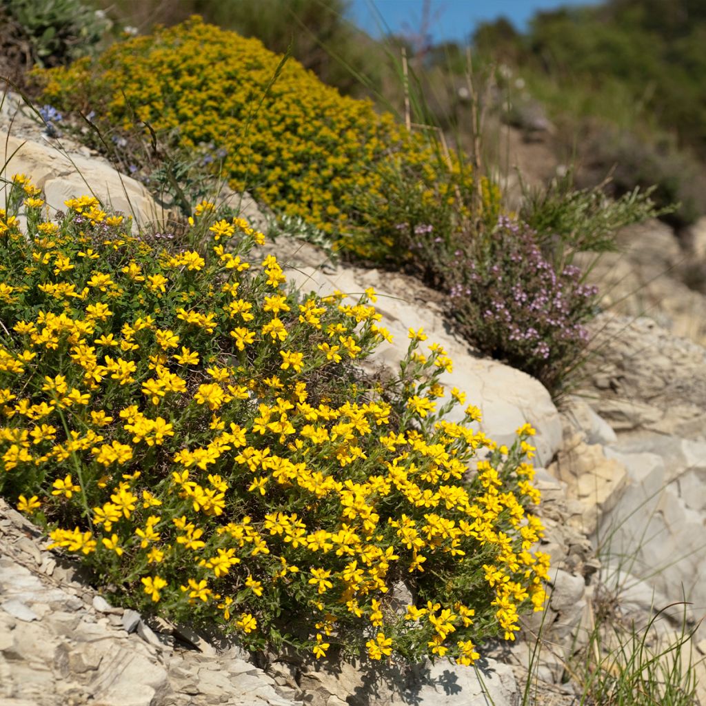 Genista hispanica
