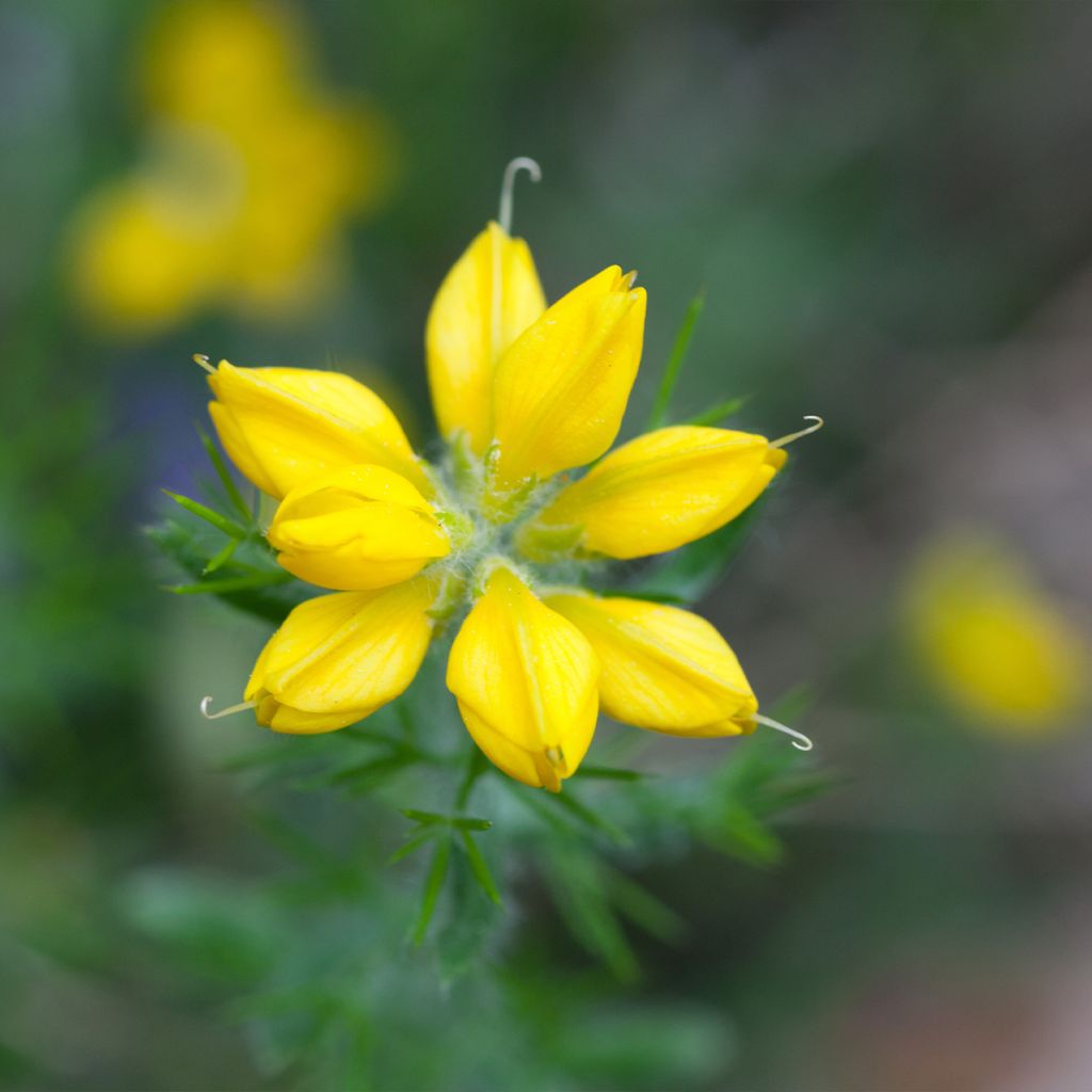 Genista hispanica