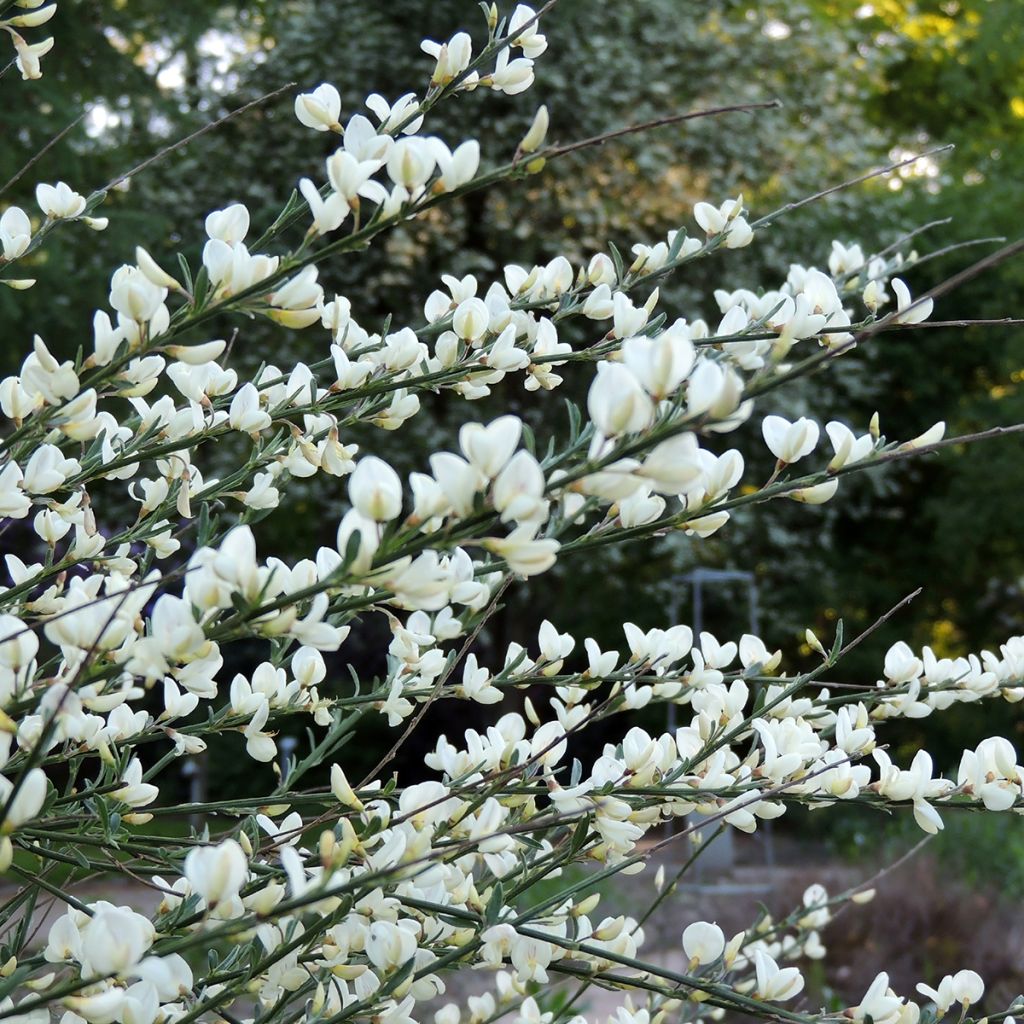 Cytisus praecox Albus