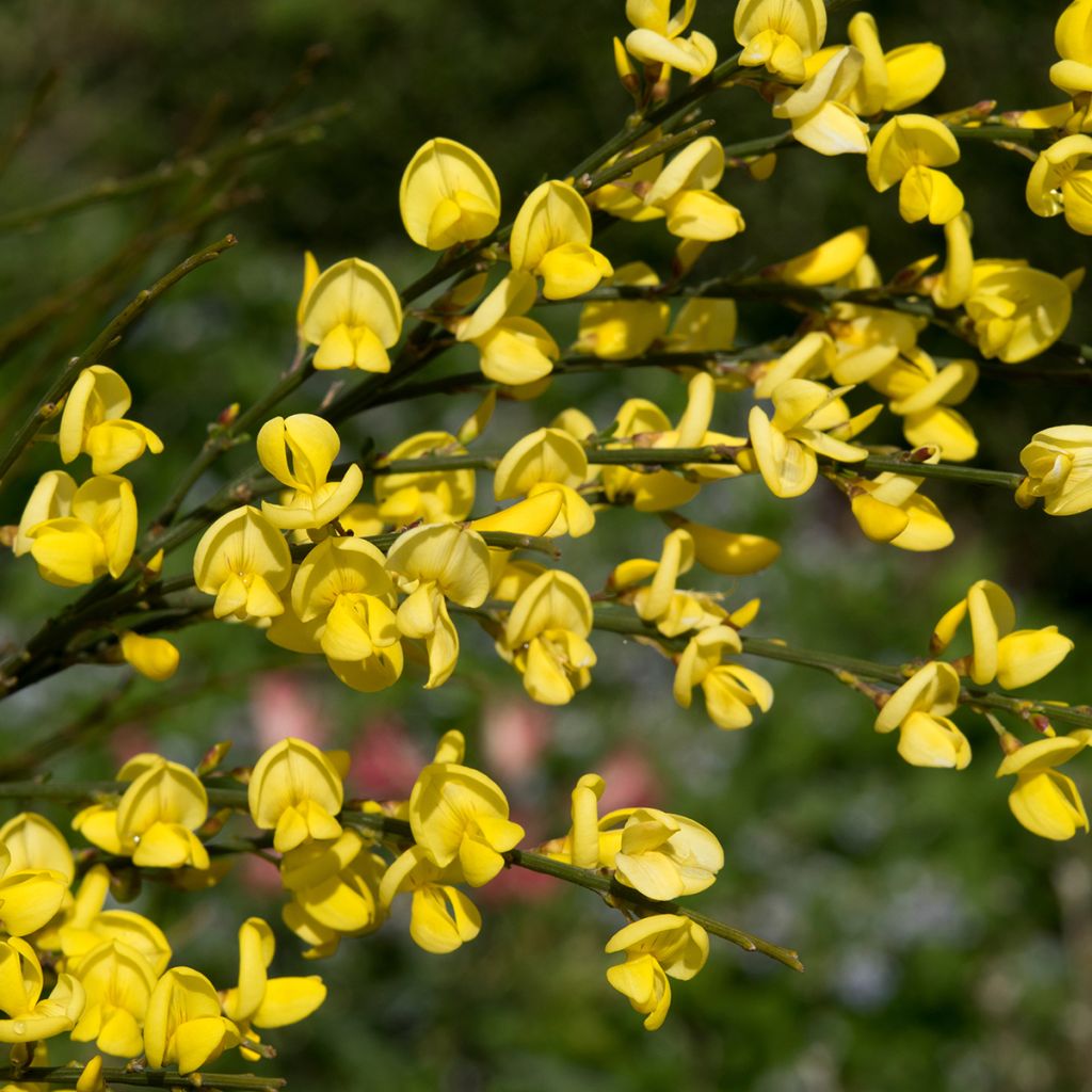 Cytisus praecox Allgold