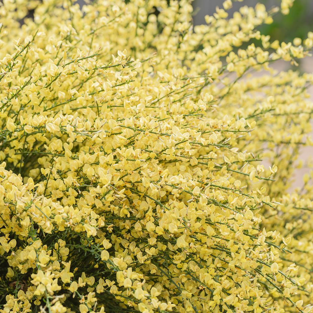 Cytisus × praecox