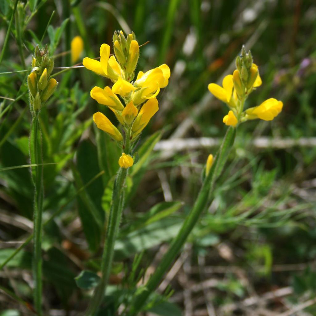 Genista sagittalis