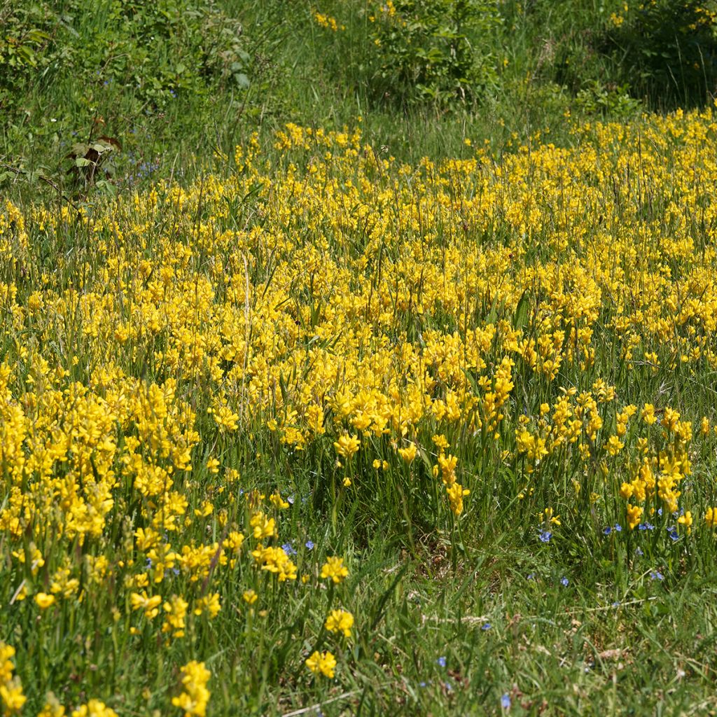 Genista sagittalis