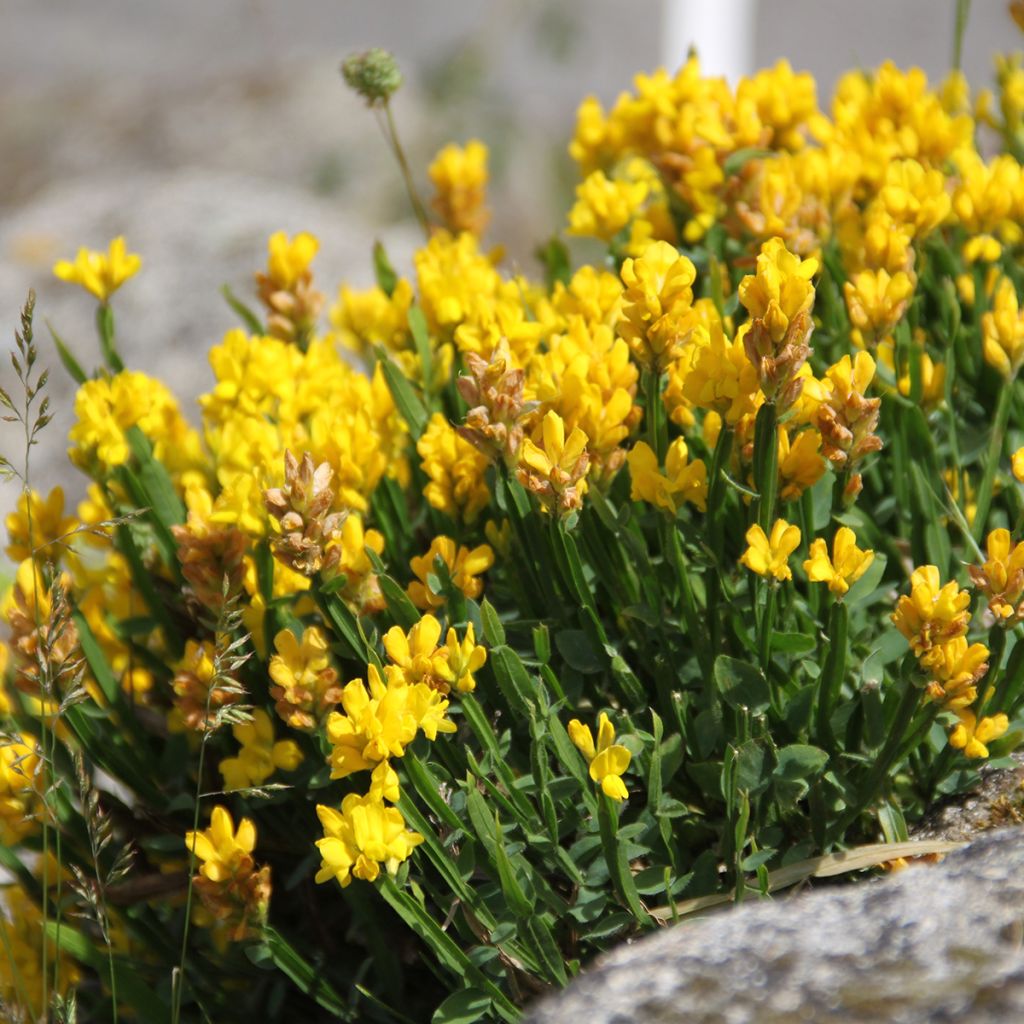 Genista sagittalis