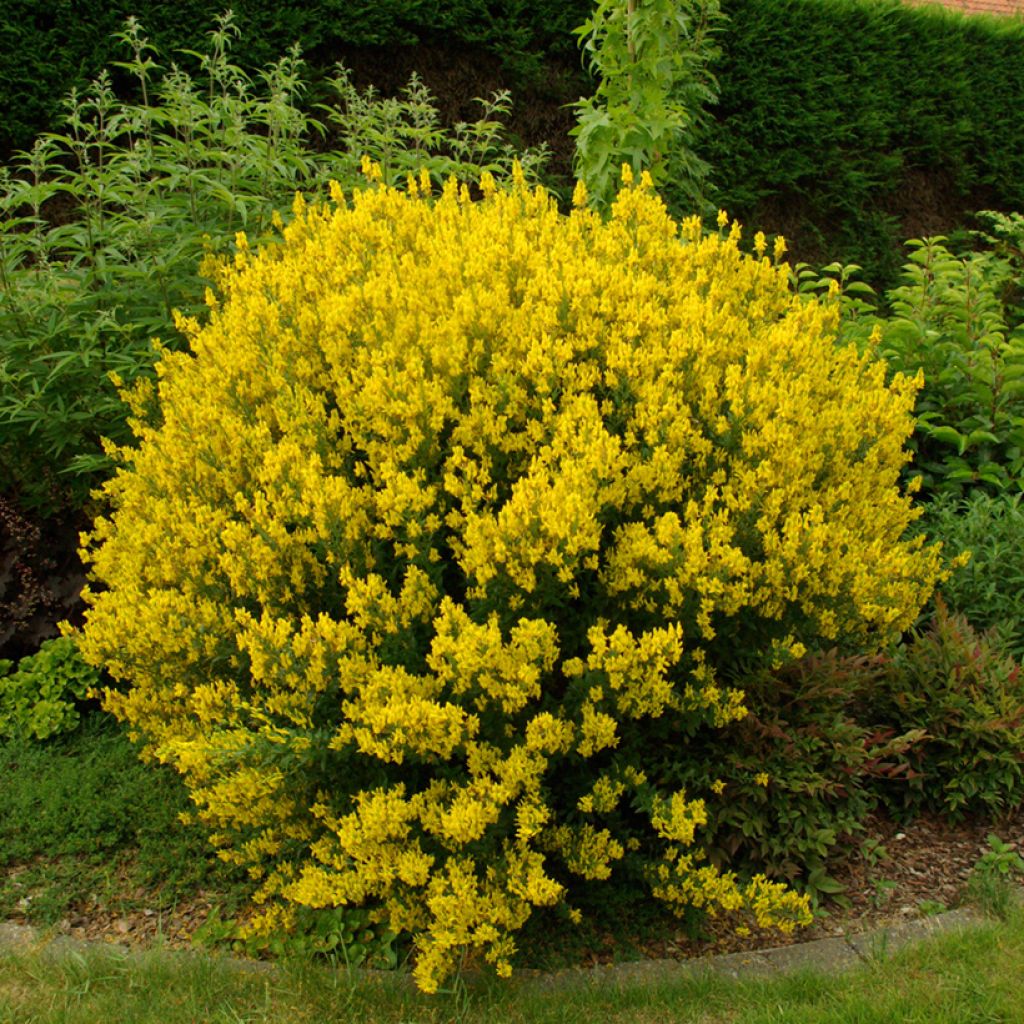 Genista tinctoria
