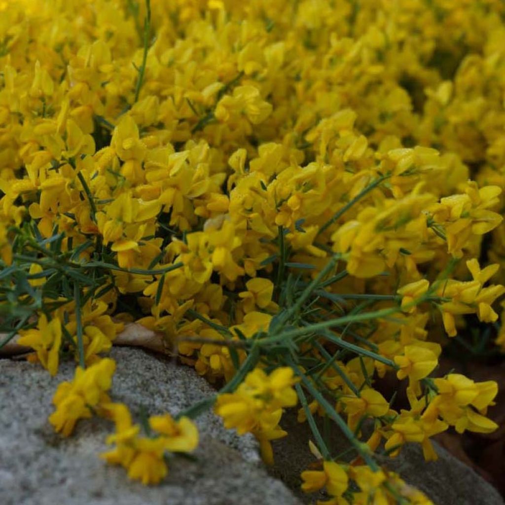 Genista tinctoria Royal Gold