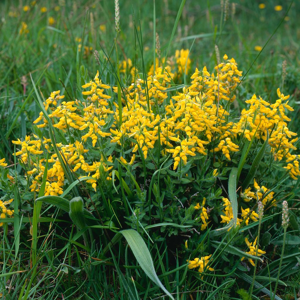 Genista tinctoria Royal Gold