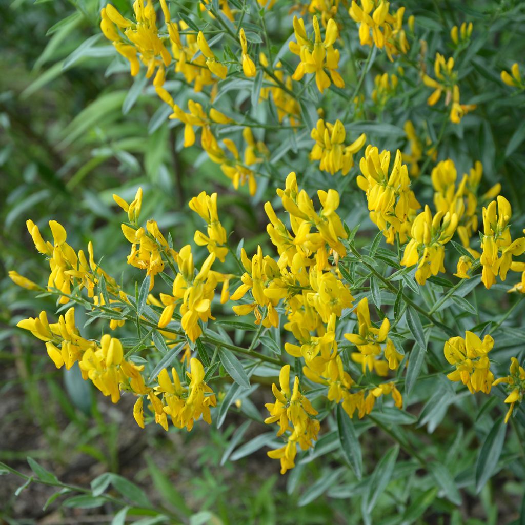 Genista tinctoria Royal Gold