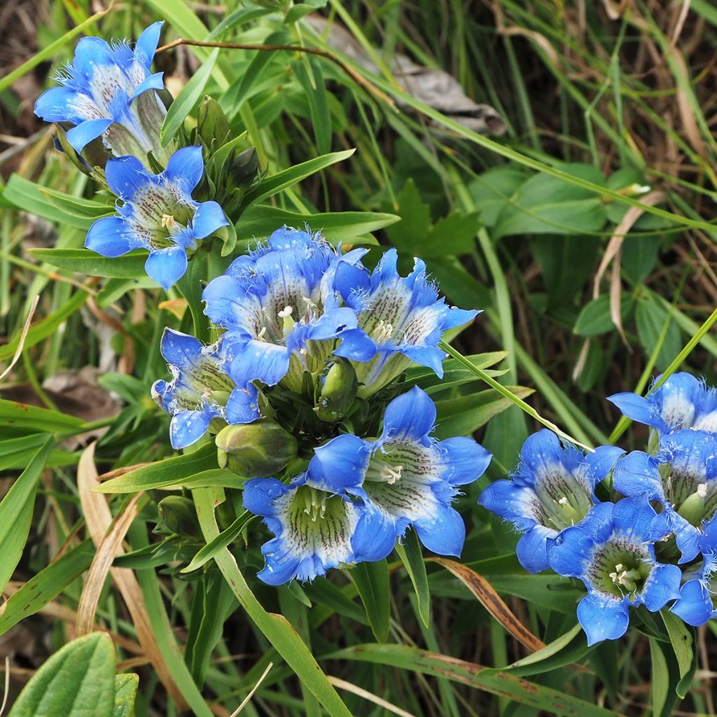 Gentiana sino
