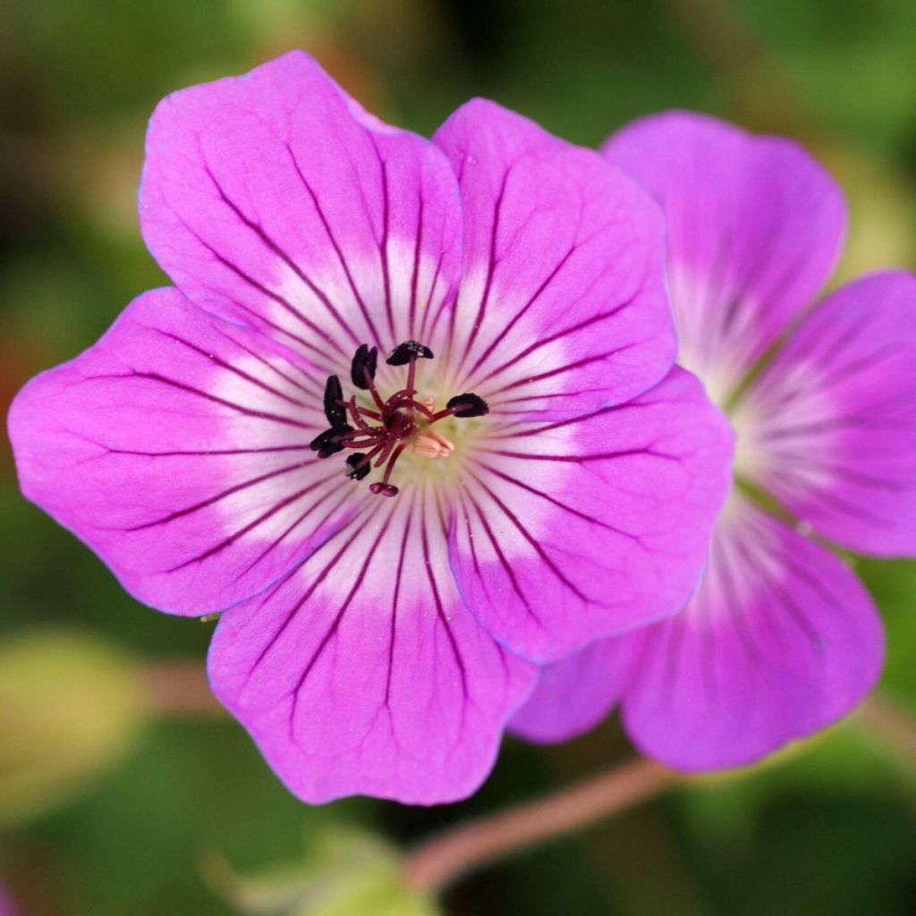 Gerânio Kelly-Anne - Geranium x wallichianum