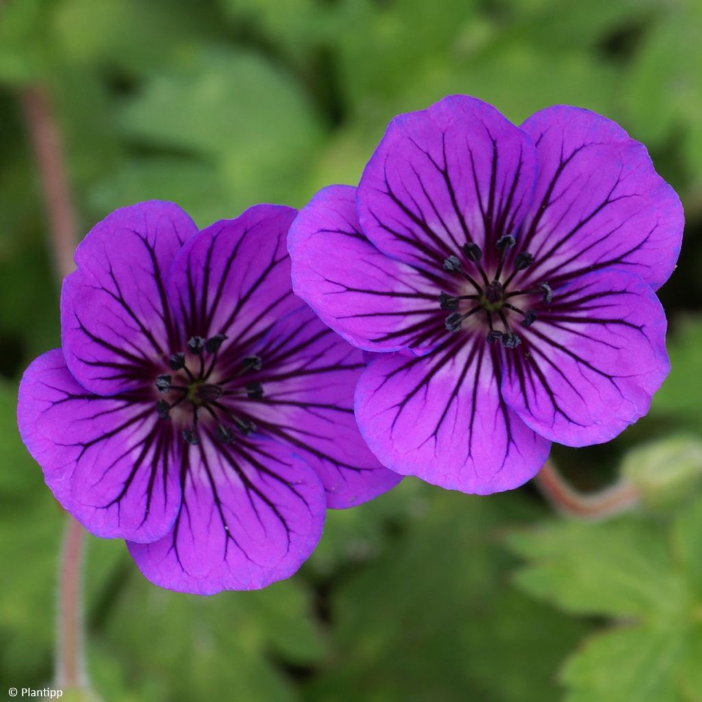 Gerânio Anne's Family® Mary Anne - Geranium