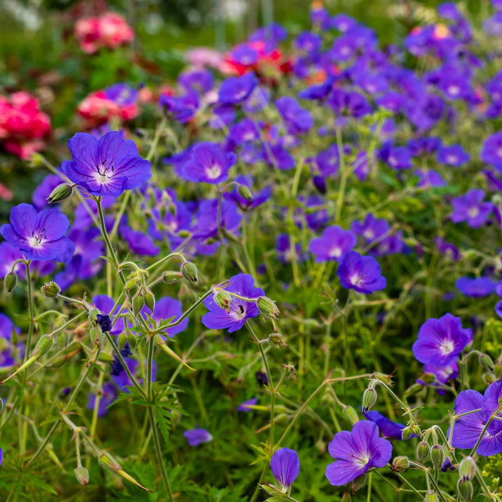Gerânio Eureka Blue - Geranium