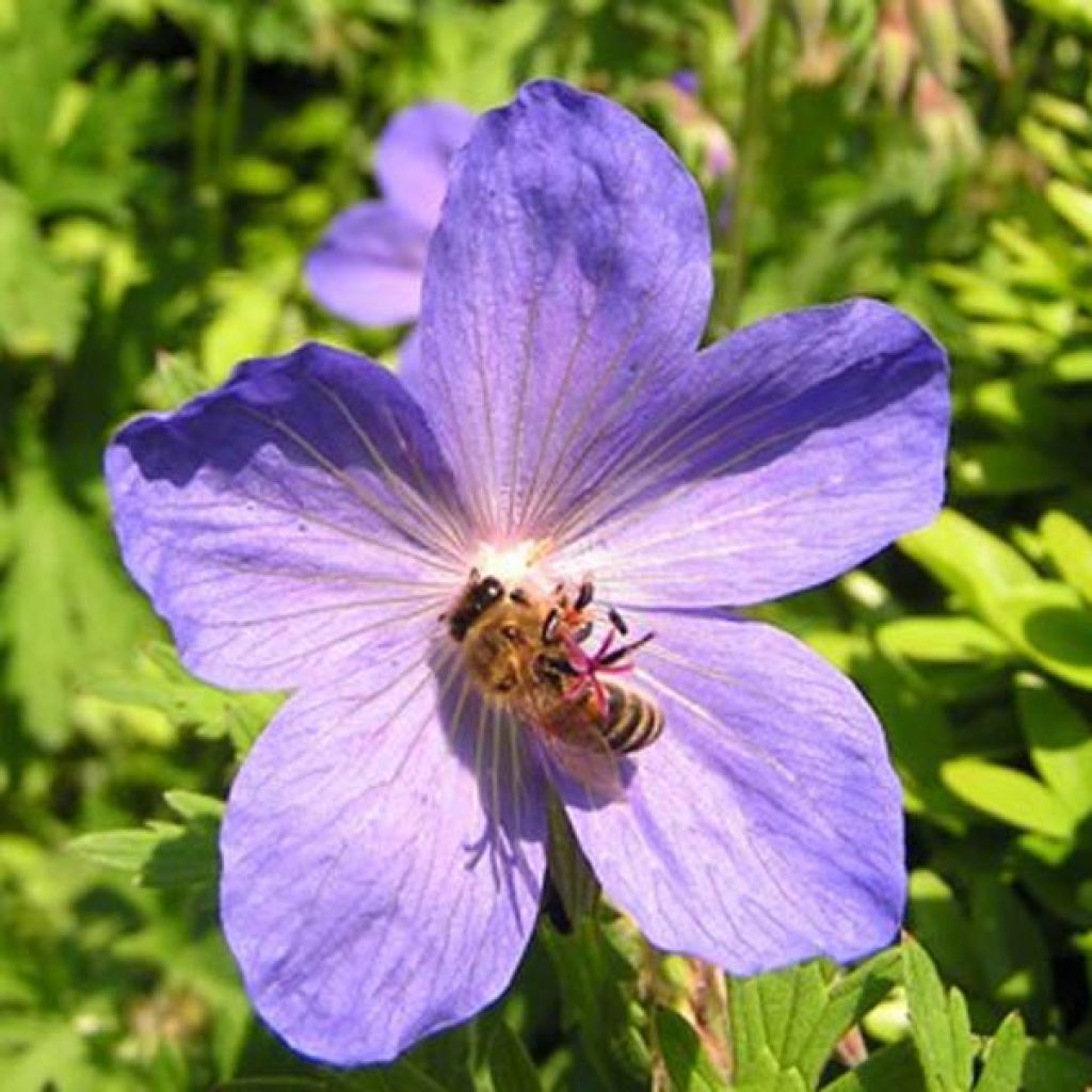 Gerânio Johnson's blue - Geranium