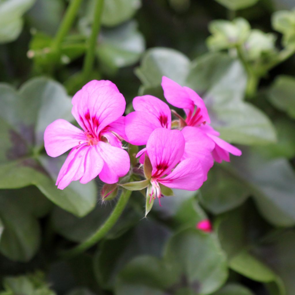 Gerânio Hera Rainbow Amethyst