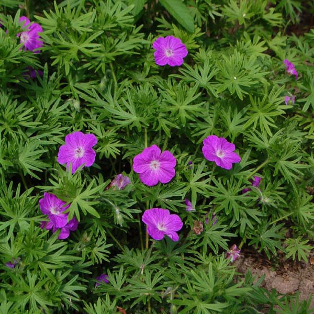Geranium sanguineum