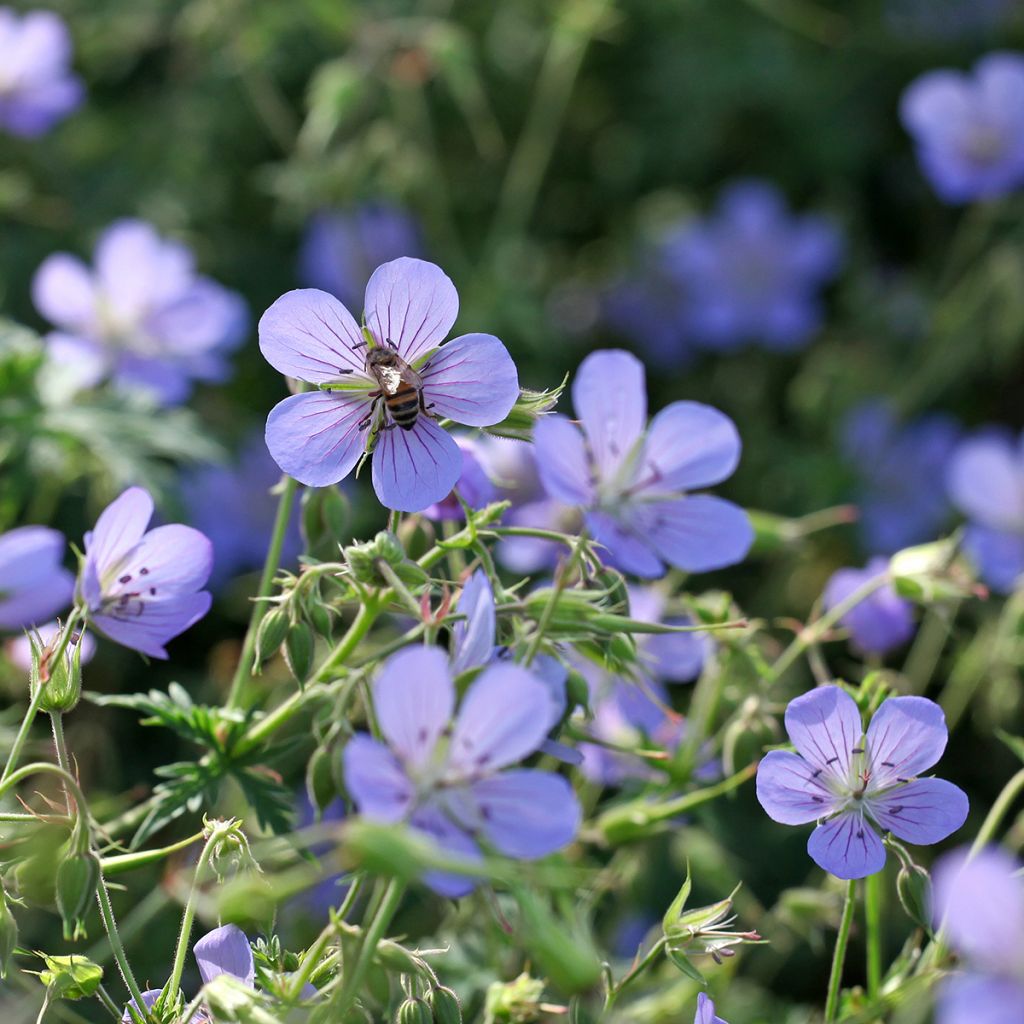Gerânio Blue Cloud - Geranium x collinum