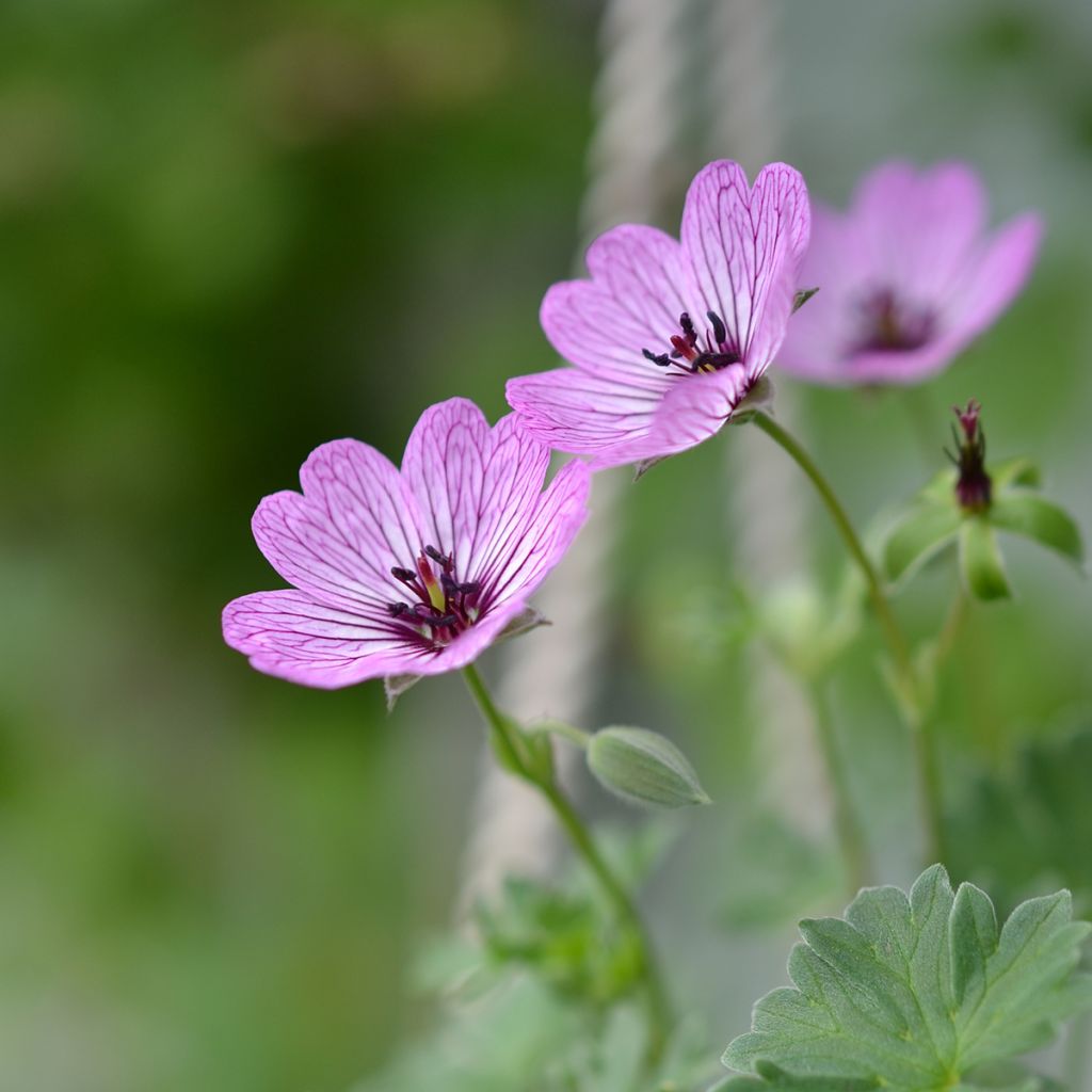 Gerânio Ballerina - Geranium cinereum