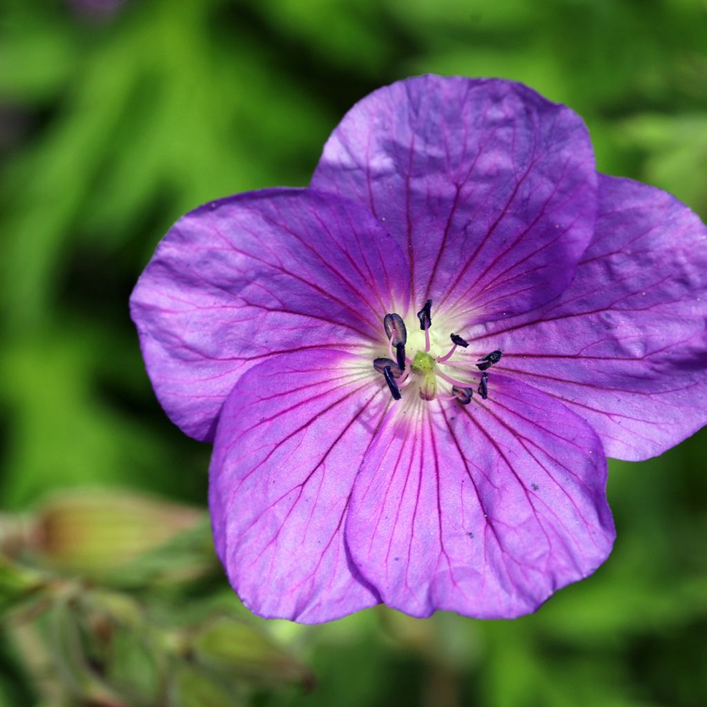 Gerânio Kashmir Purple - Geranium clarkei