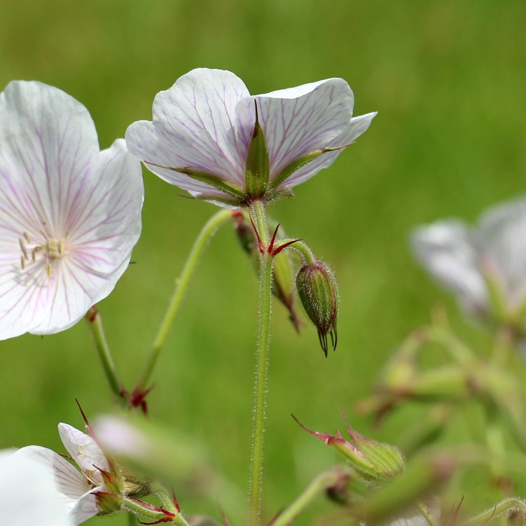 Gerânio Kashmir White - Geranium clarkei