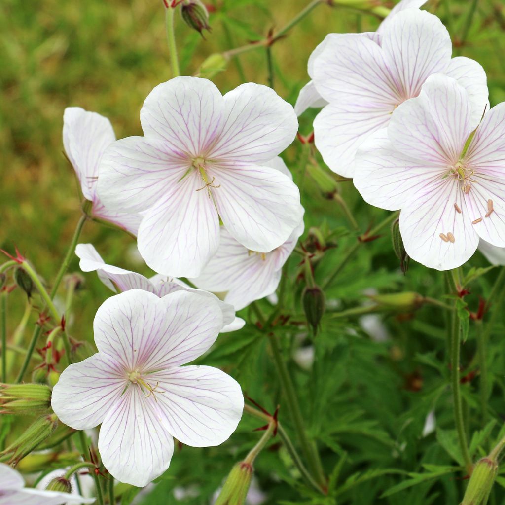 Gerânio Kashmir White - Geranium clarkei