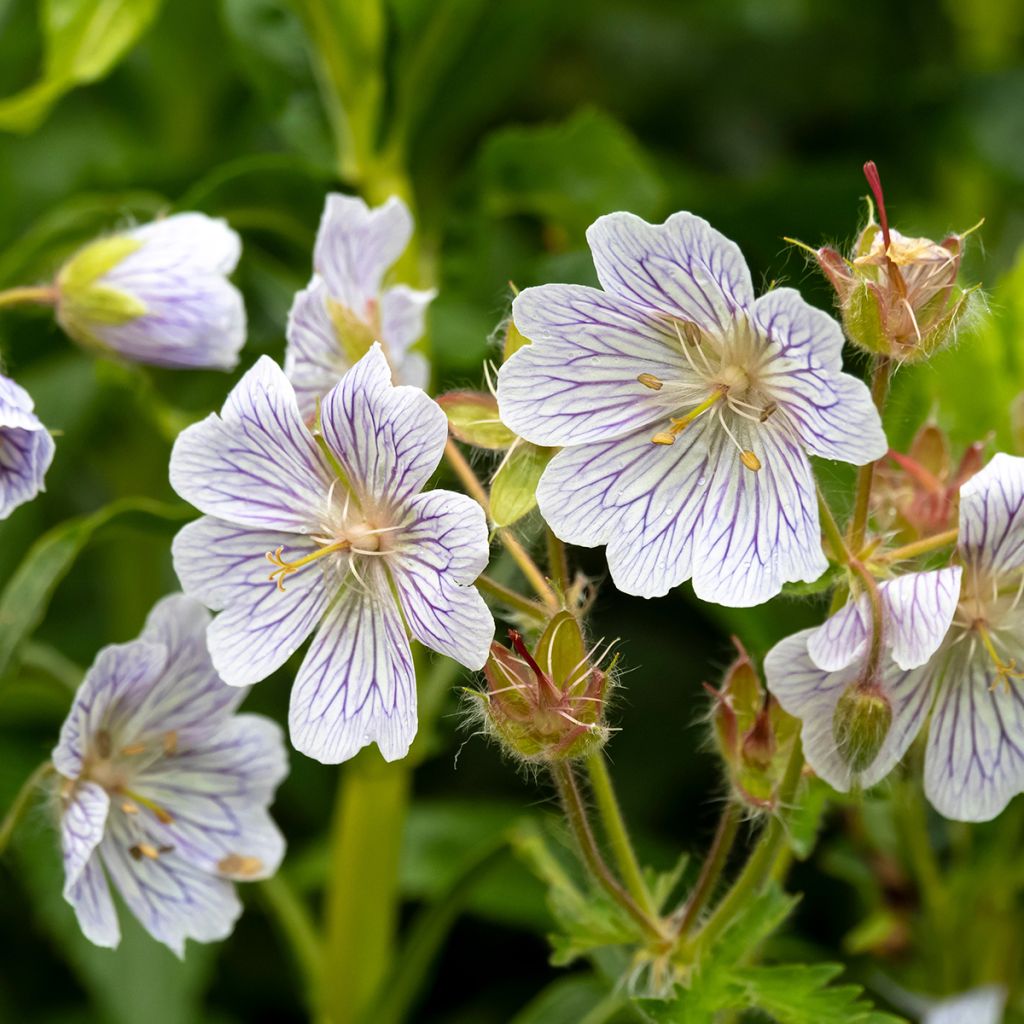 Gerânio White Zigana - Geranium ibericum subsp. Jubatum
