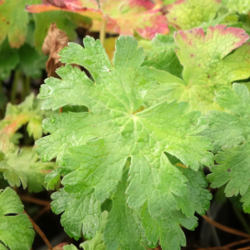 Gerânio Blue Blood - Geranium magnificum