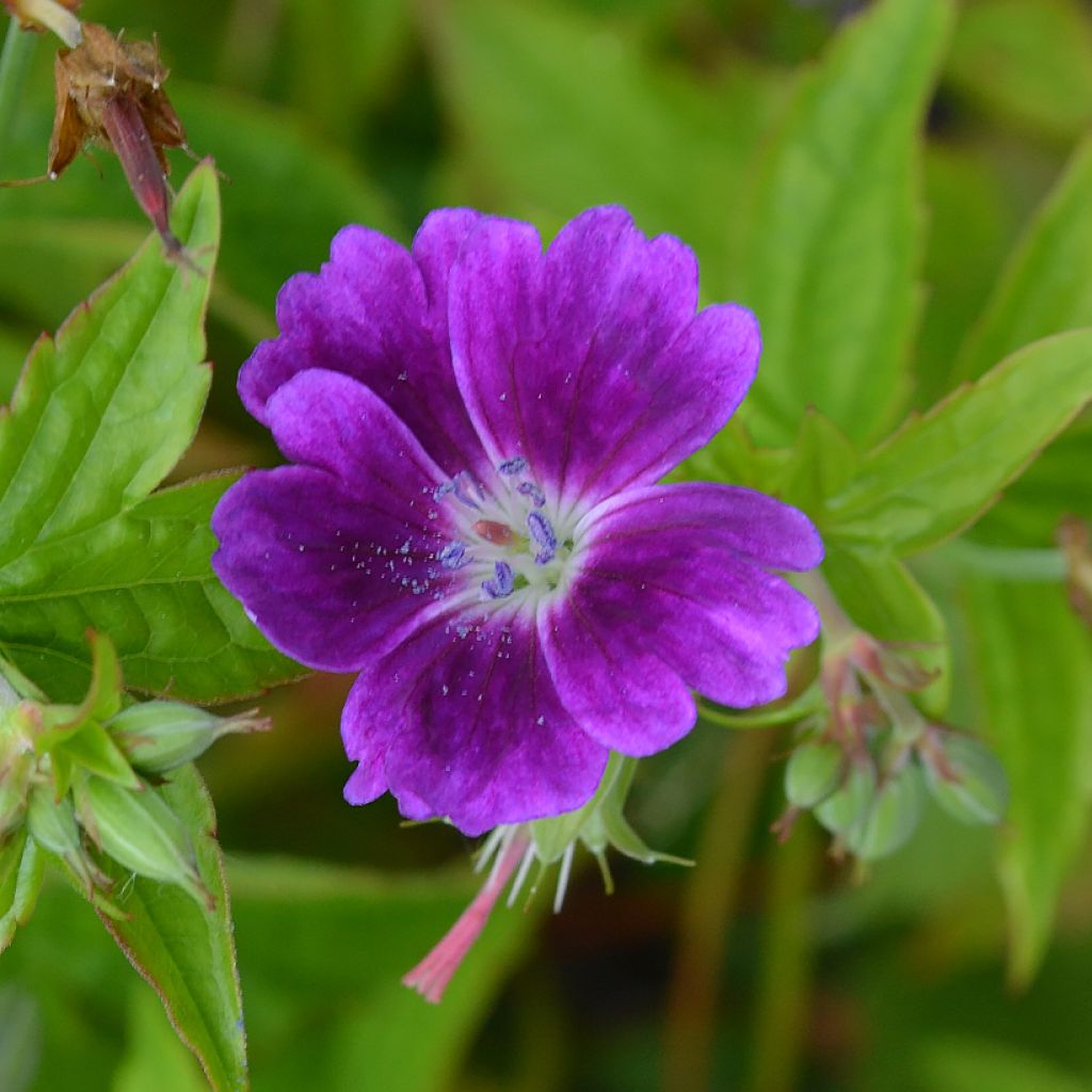 Geranium nodosum Tony's Talisman