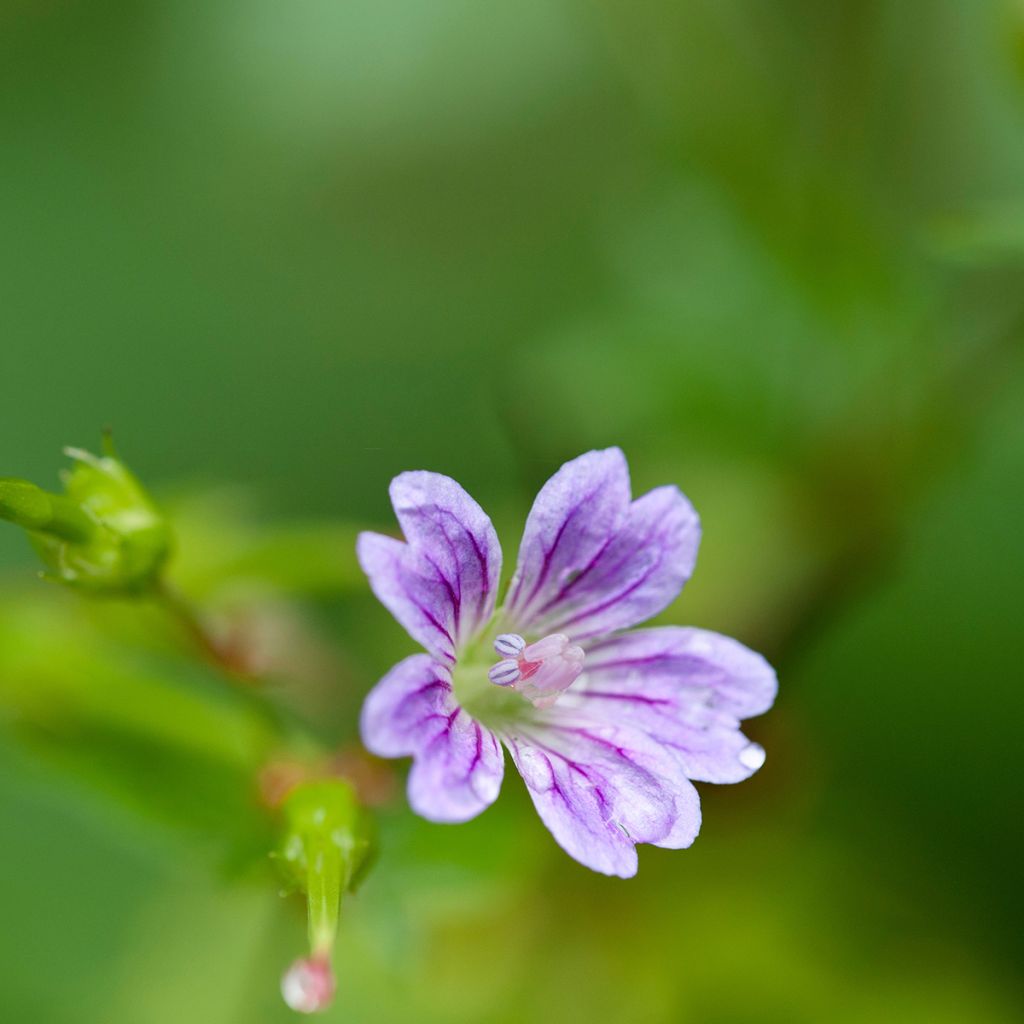 Geranium nodosum