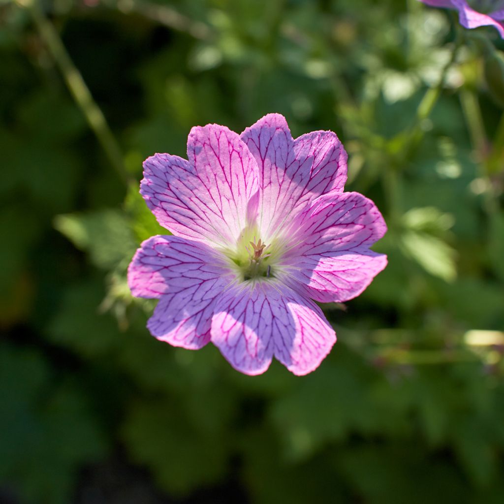 Gerânio Claridge Druce - Geranium oxonianum