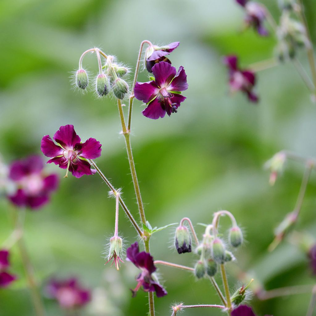 Geranium phaeum