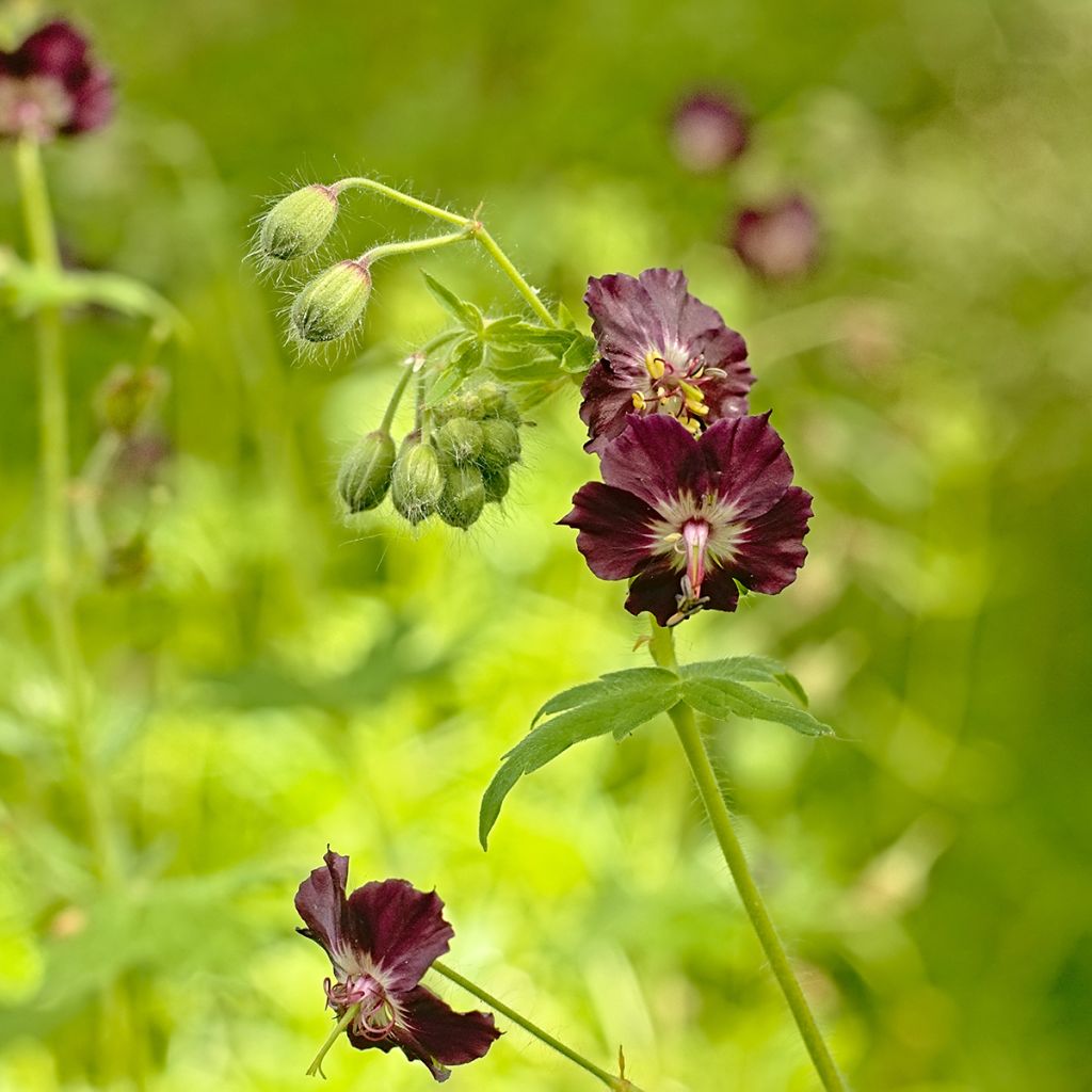 Geranium phaeum