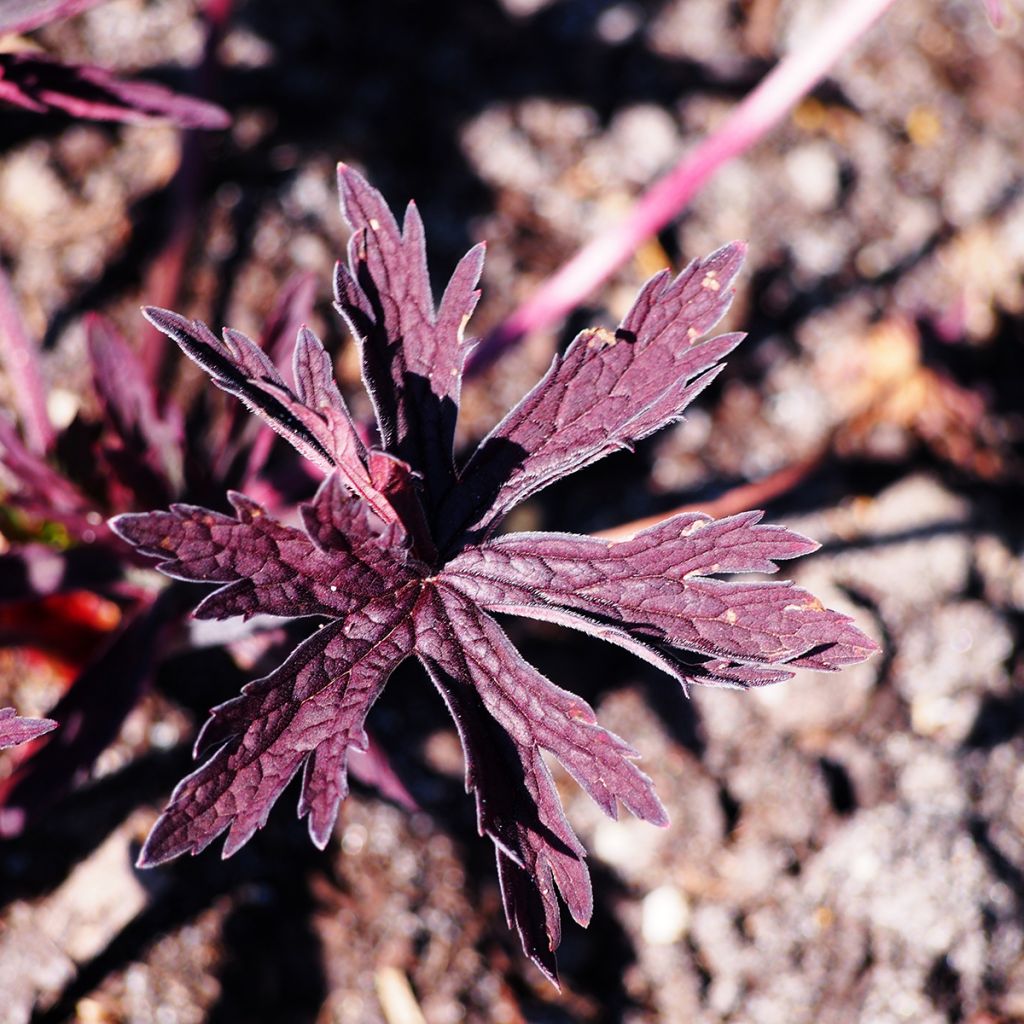 Geranium pratense Dark Reiter