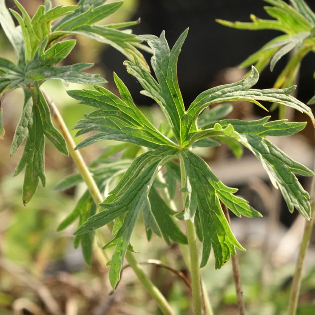 Geranium pratense Double Jewel