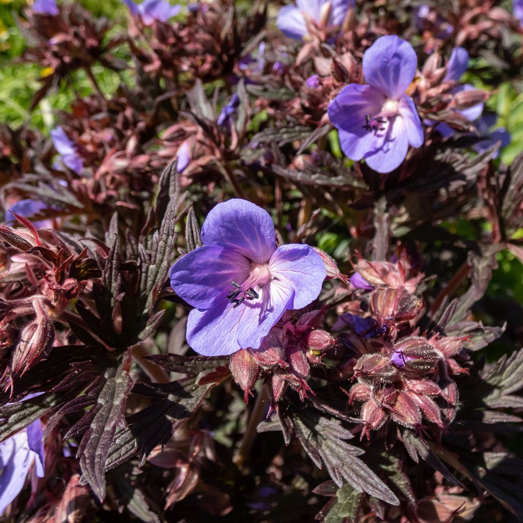Geranium pratense Midnight Reiter