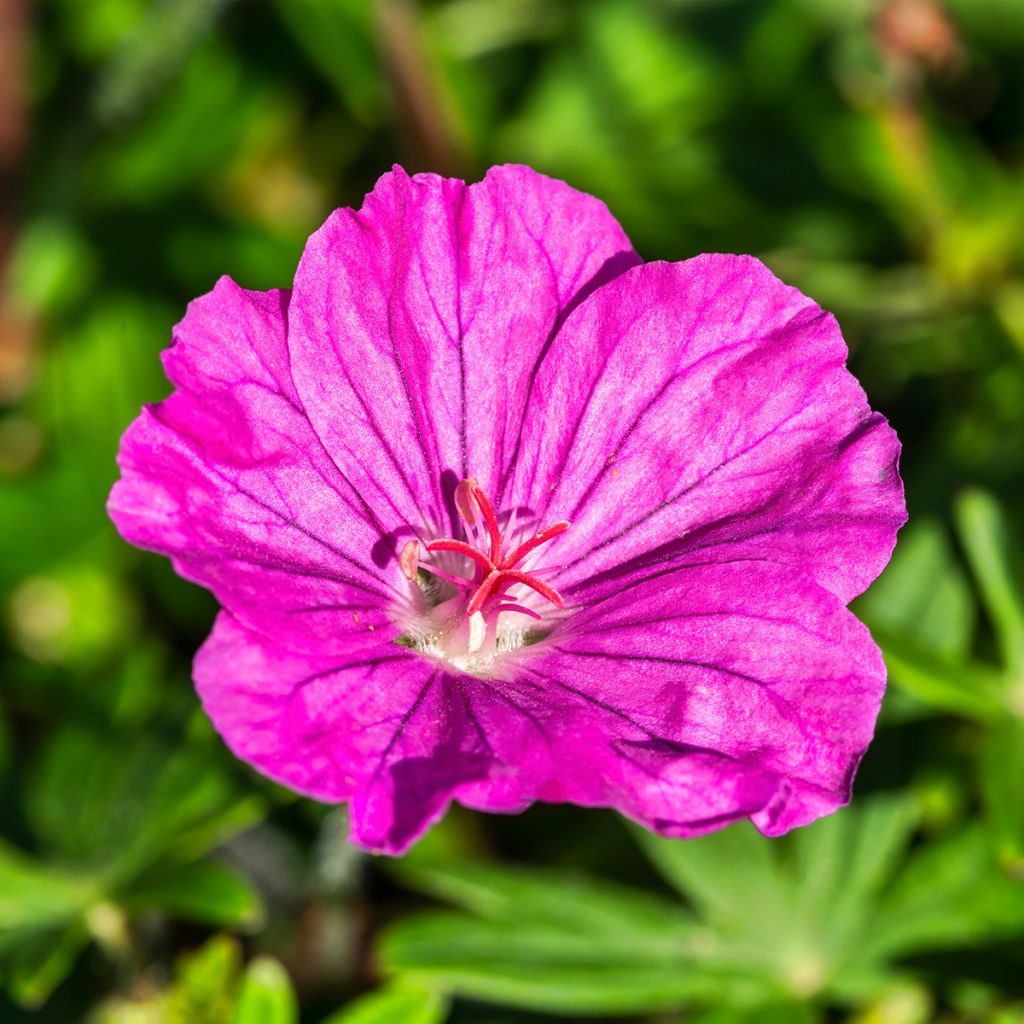 Gerânio-sanguíneo Ankum's Pride - Geranium sanguineum