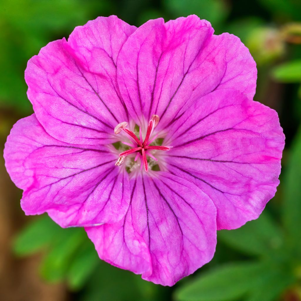 Gerânio-sanguíneo Ankum's Pride - Geranium sanguineum